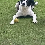 Mia participe au concours pour gagner de l'argent avec cette photo : dog, grass, ball, flower, garden, black_and_white, pet, outdoor, nature, plant, greenery, animal, playful, leaf, lawn, summer, toy, cute, relaxing, canine