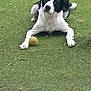 dog, grass, ball, flower, garden, black_and_white, pet, outdoor, nature, plant, greenery, animal, playful, leaf, lawn, summer, toy, cute, relaxing, canine