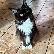 Xander joined the competition — help win amazing prizes! animal, black_and_white, cat, curious, cute, domestic_cat, ears, feline, fluffy, indoor, long_hair, looking_up, paw, pet, portrait, sitting, tile_floor, tilted_head, whiskers, yellow_eyes