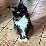 Xander is registered to the contest to win money with this photo: animal, black_and_white, cat, close_up, curious, cute, domestic_cat, ears_up, feline, fluffy, furry, indoor, long_fur, looking_up, pet, portrait, sitting, tile_floor, whiskers, yellow_eyes