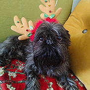 René participe au concours pour gagner de l'argent avec cette photo : dog, reindeer_antennae, black_fur, fluffy, pet, animal, holiday, christmas, couch, cushion, blanket, indoor, closeup, resting, decorative, festive, looking_at_camera, furniture, red, green