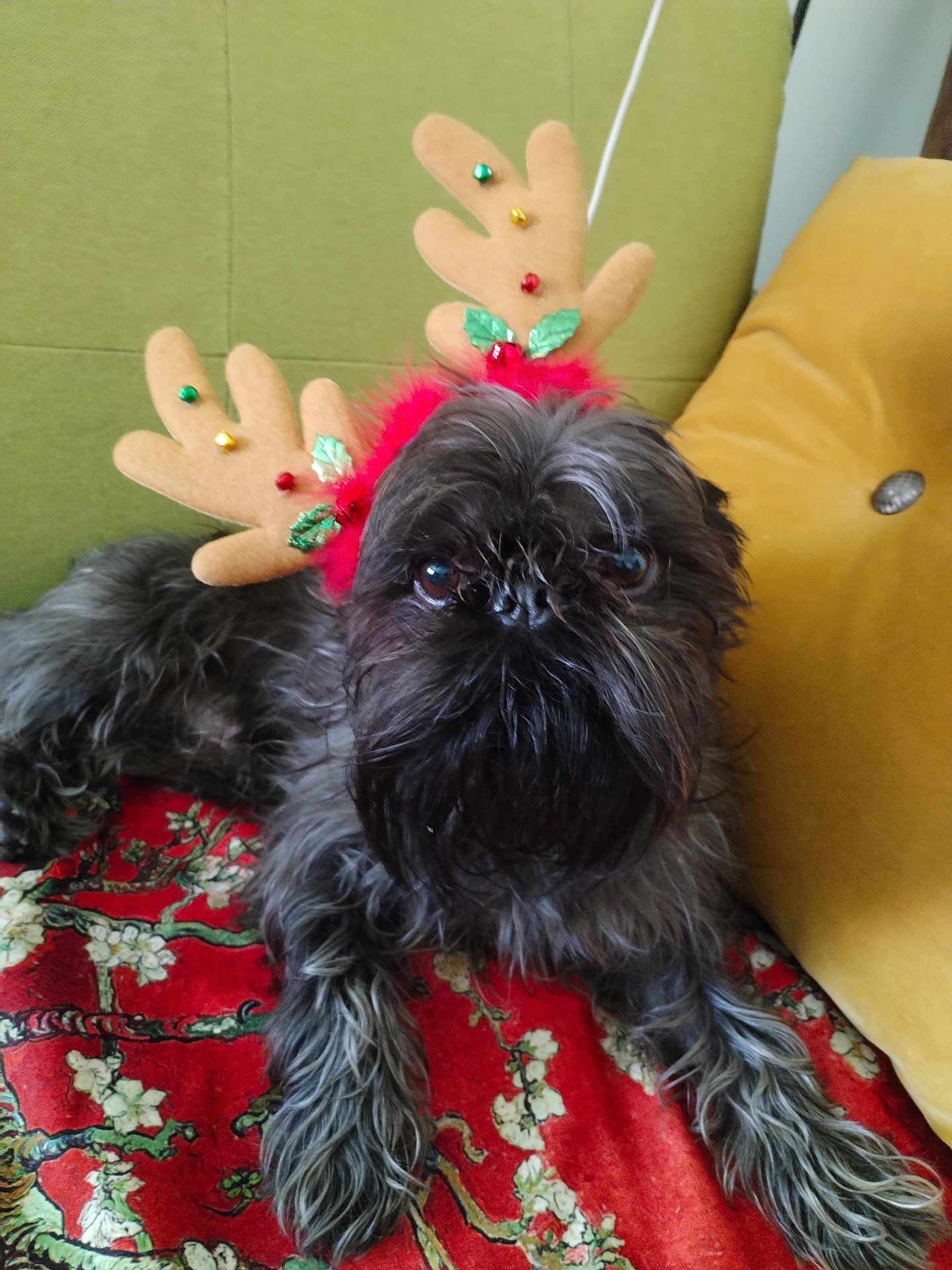 René participe au concours pour gagner de l'argent avec cette photo : dog, reindeer_antennae, black_fur, fluffy, pet, animal, holiday, christmas, couch, cushion, blanket, indoor, closeup, resting, decorative, festive, looking_at_camera, furniture, red, green