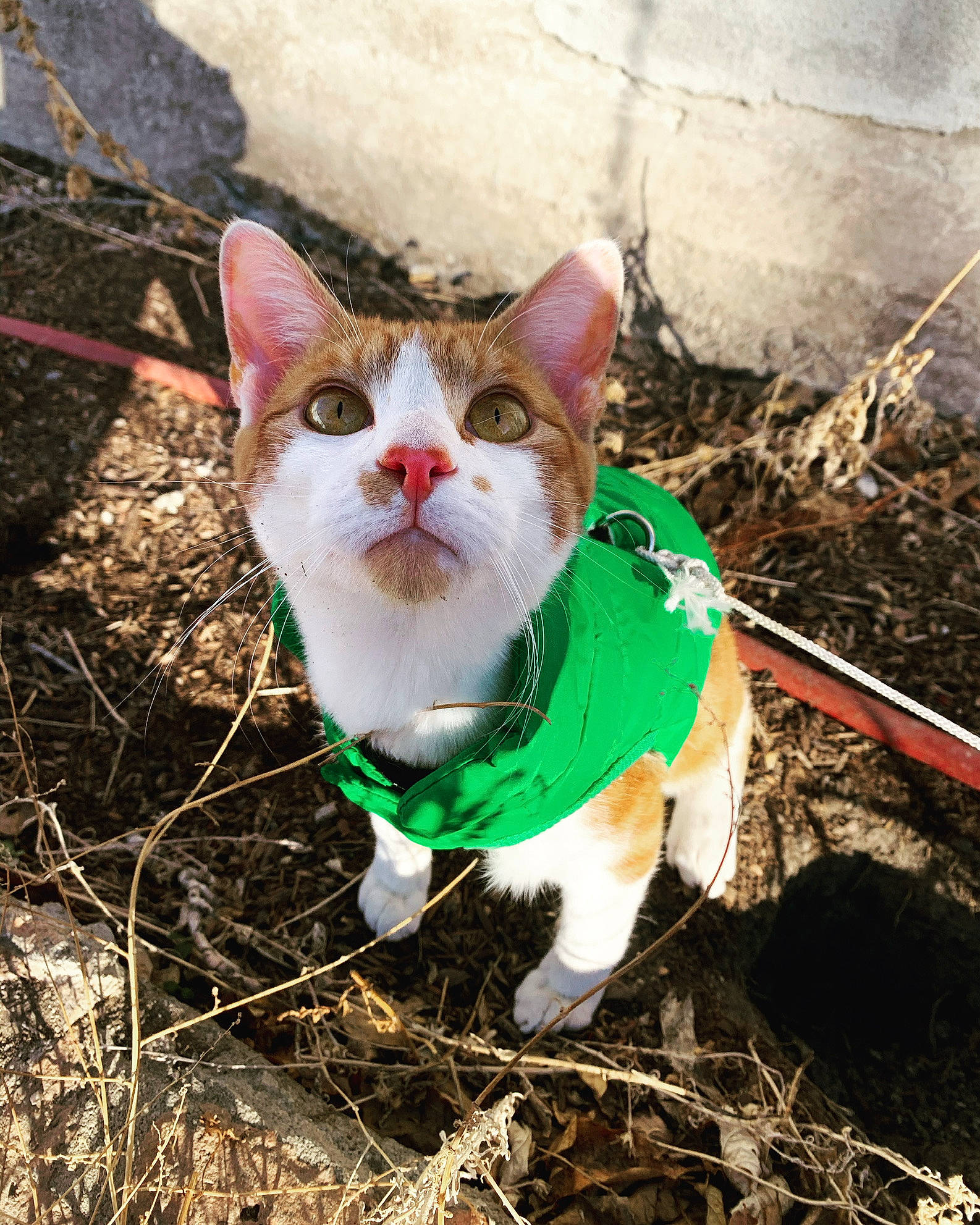 Digit is registered to the contest to win money with this photo: carnivore, cat, domestic_short_haired_cat, fawn, felidae, fur, grass, paw, plant, small_to_medium_sized_cats, snout, soil, tail, terrestrial_animal, tree, whiskers, wildlife