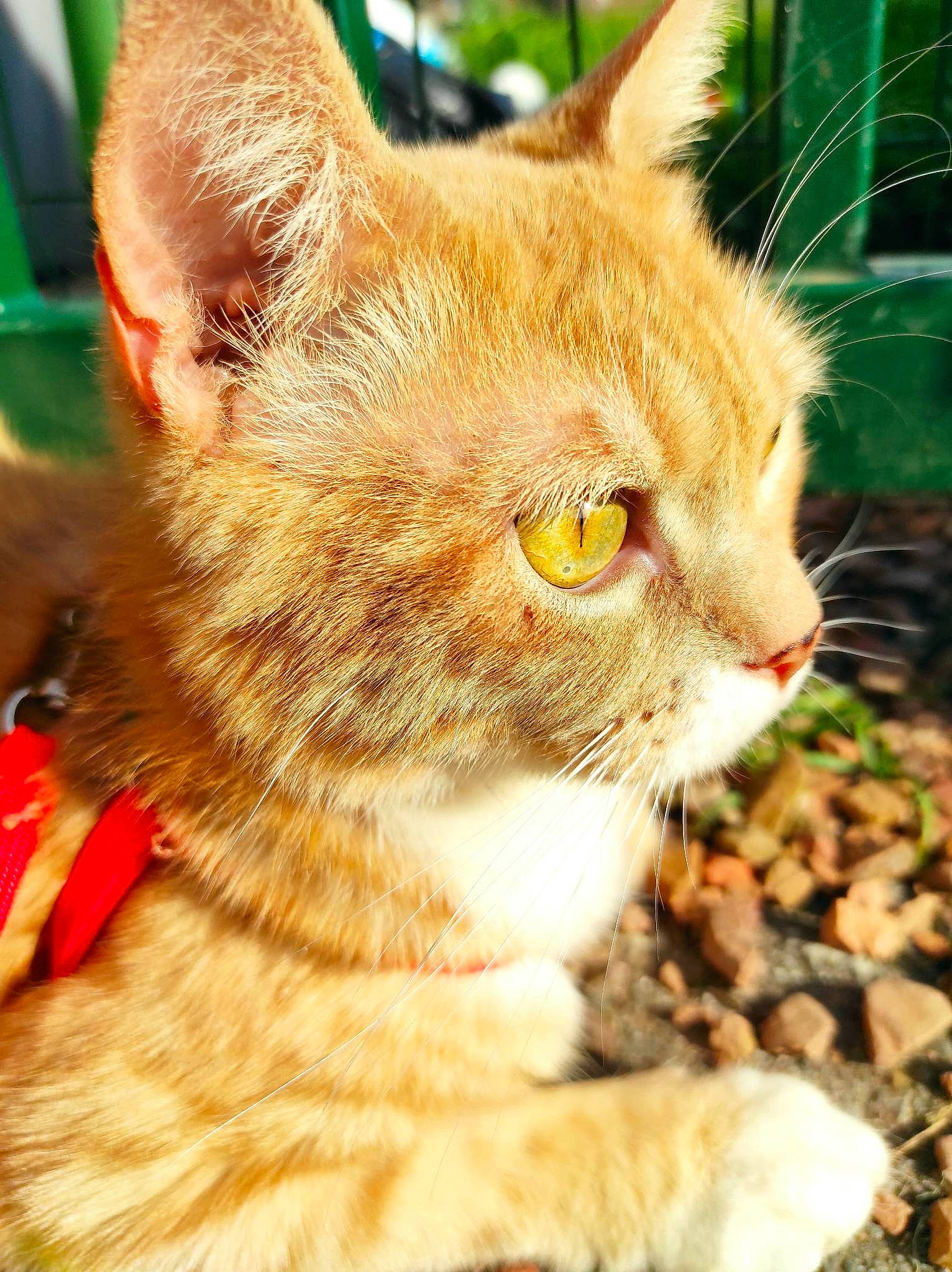 Bébou participe au concours pour gagner de l'argent avec cette photo : carnivore, cat, collar, domestic_short_haired_cat, fawn, felidae, fur, grass, small_to_medium_sized_cats, snout, tail, terrestrial_animal, tree, whiskers, wildlife