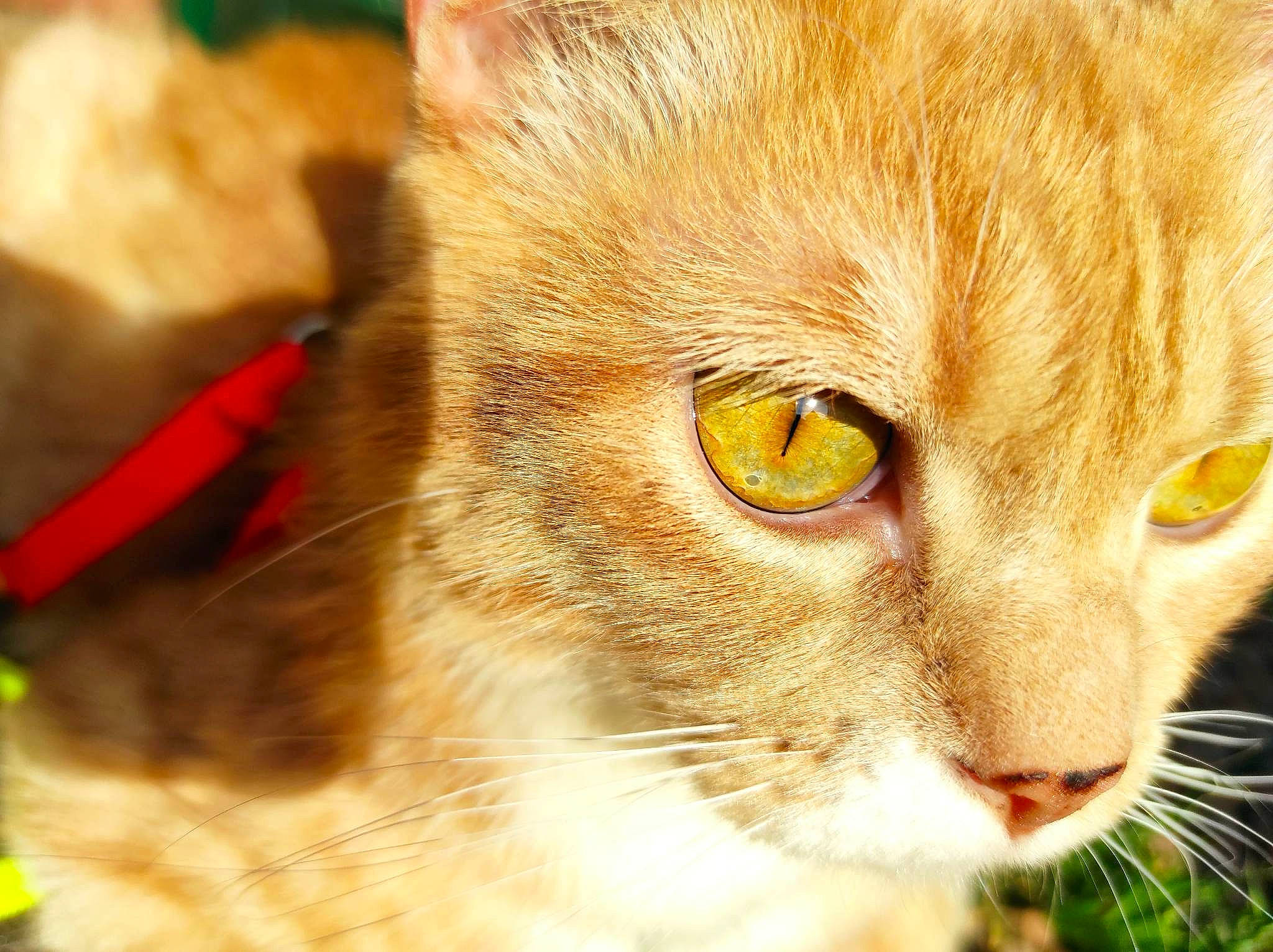 Bébou participe au concours pour gagner de l'argent avec cette photo : carnivore, cat, close_up, domestic_short_haired_cat, ear, event, eye, fawn, felidae, fur, grass, hair, head, human_body, plant, small_to_medium_sized_cats, snout, whiskers, wildlife