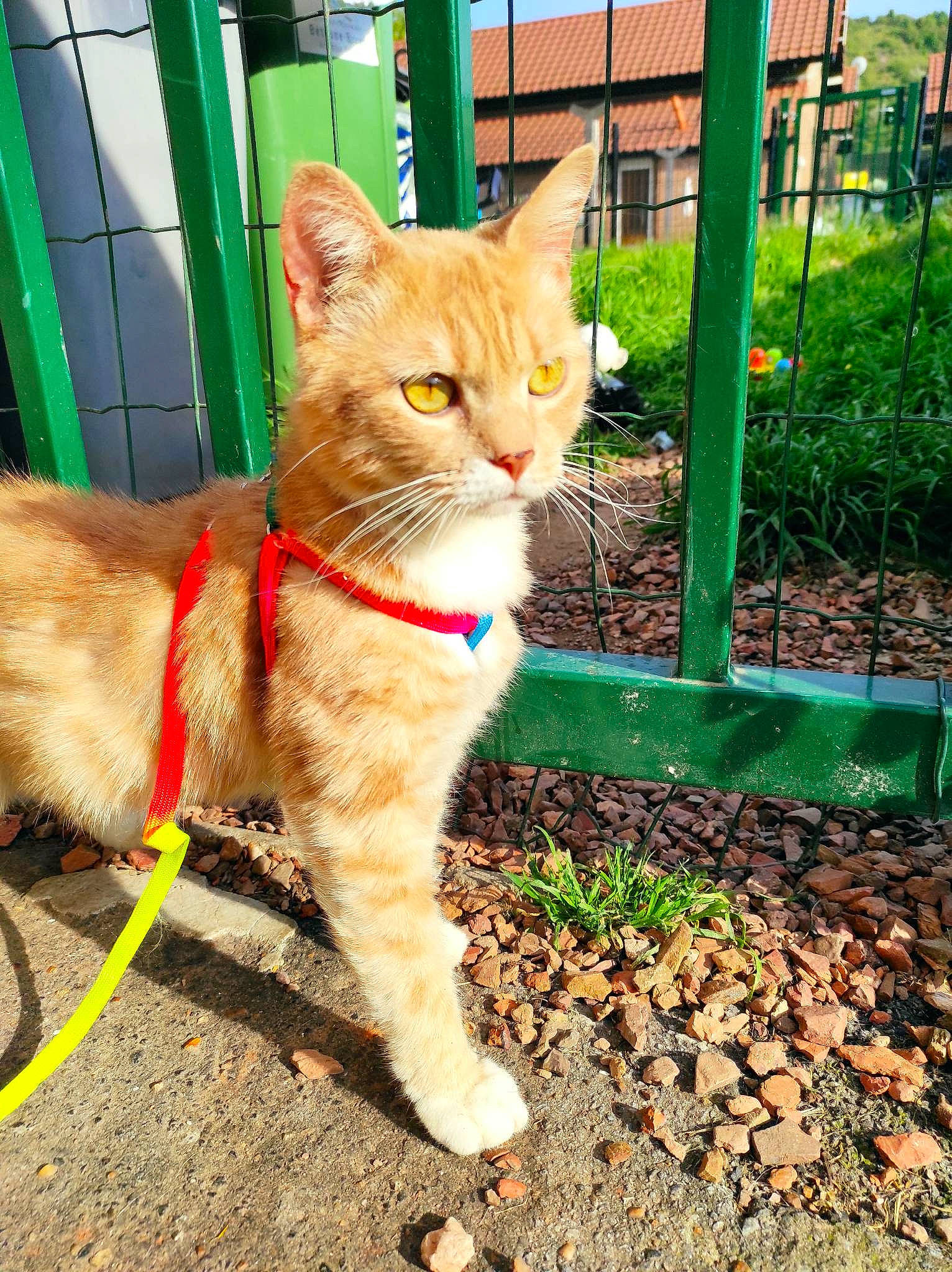 Bébou a rejoint le concours — aidez-le/la à gagner de superbes lots ! building, carnivore, cat, claw, collar, domestic_short_haired_cat, eye, fawn, felidae, fur, grass, green, plant, road_surface, small_to_medium_sized_cats, snout, soil, tail, terrestrial_animal, whiskers