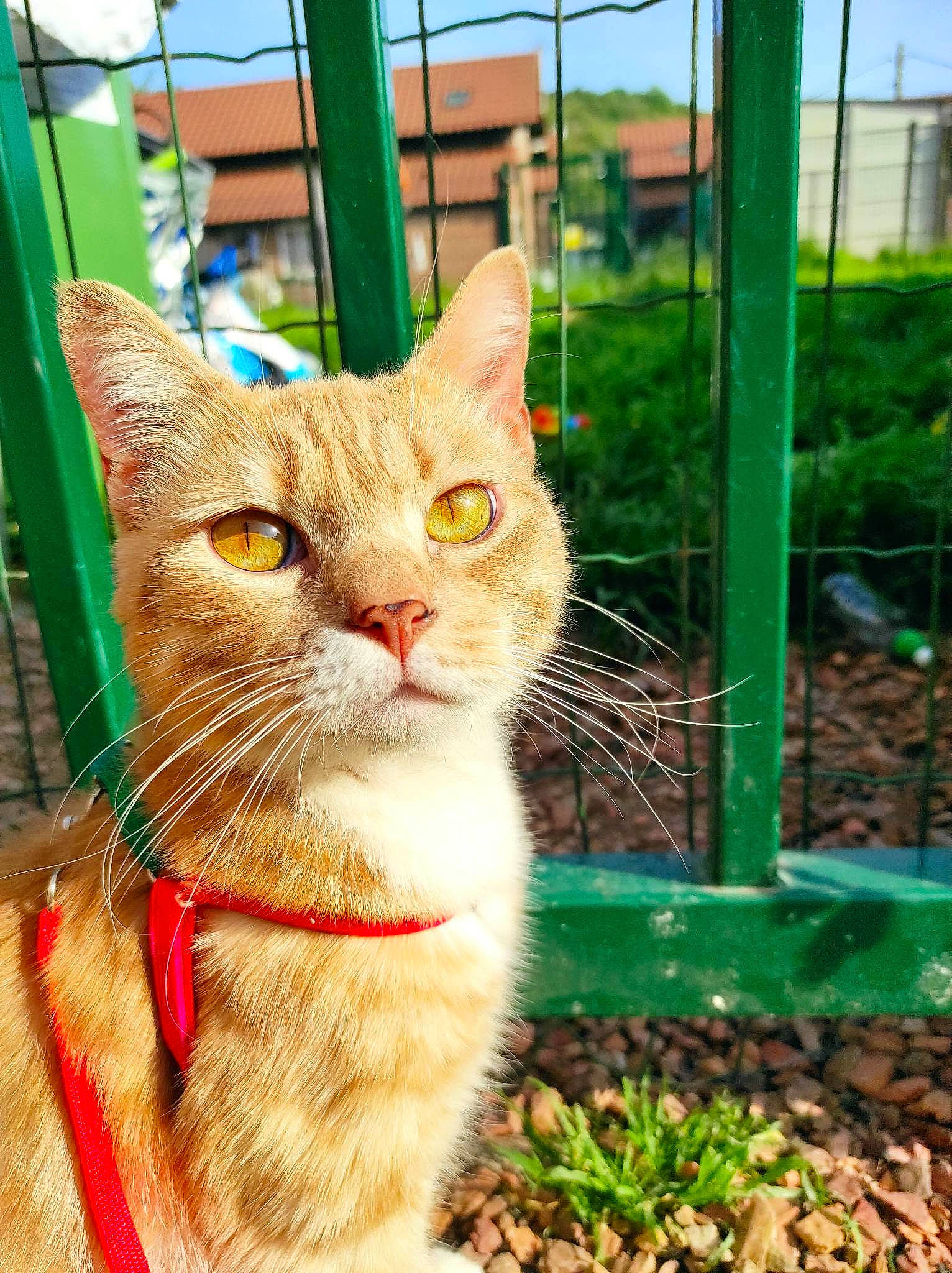 Bébou a rejoint le concours — aidez-le/la à gagner de superbes lots ! carnivore, cat, collar, domestic_short_haired_cat, eye, fawn, felidae, fur, grass, plant, sky, small_to_medium_sized_cats, snout, soil, tail, terrestrial_animal, tree, whiskers, window, wood