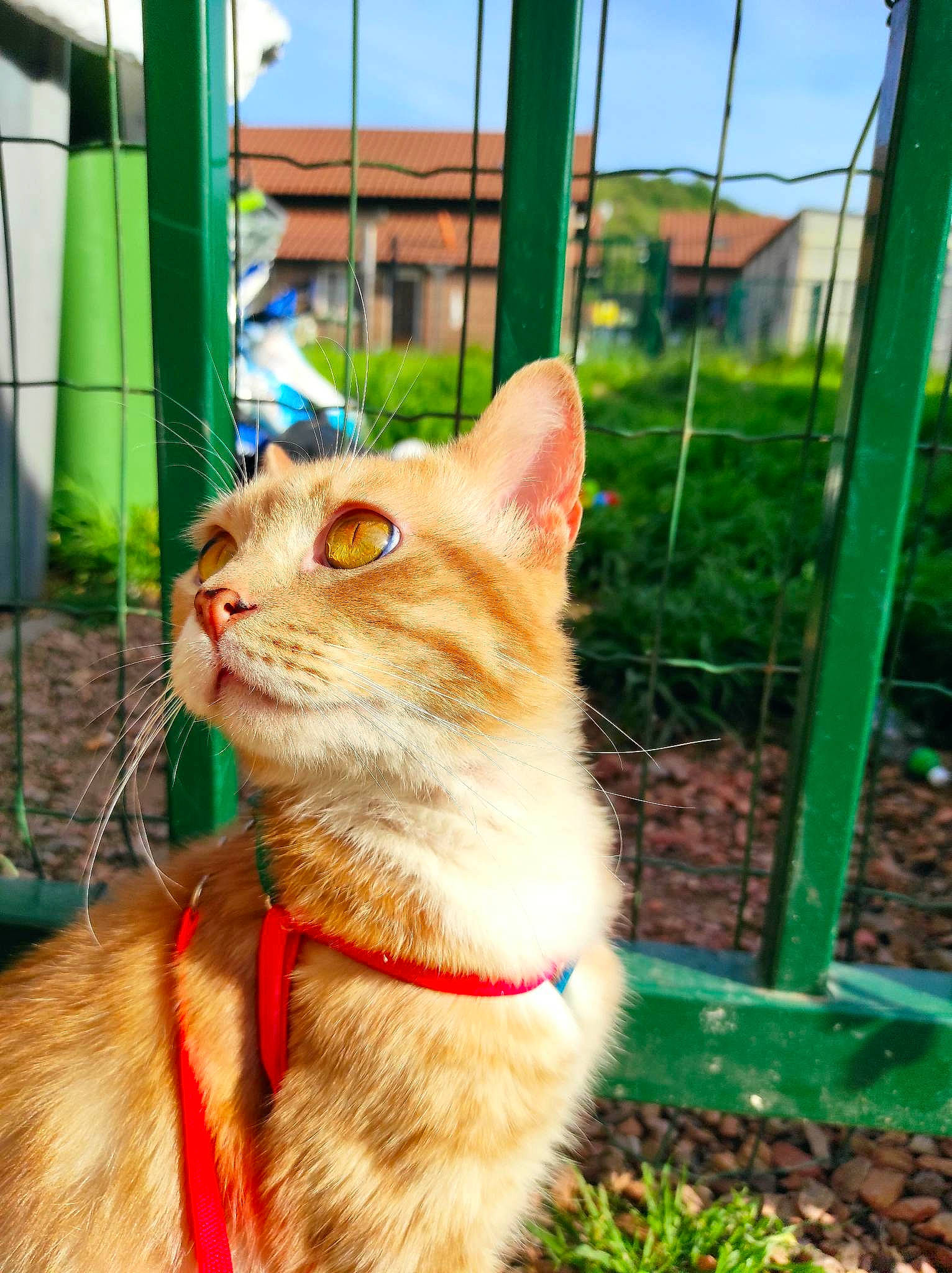 Bébou a rejoint le concours — aidez-le/la à gagner de superbes lots ! carnivore, cat, collar, domestic_short_haired_cat, fawn, felidae, flowerpot, fur, grass, plant, sky, small_to_medium_sized_cats, snout, soil, tail, tree, whiskers, window, wood