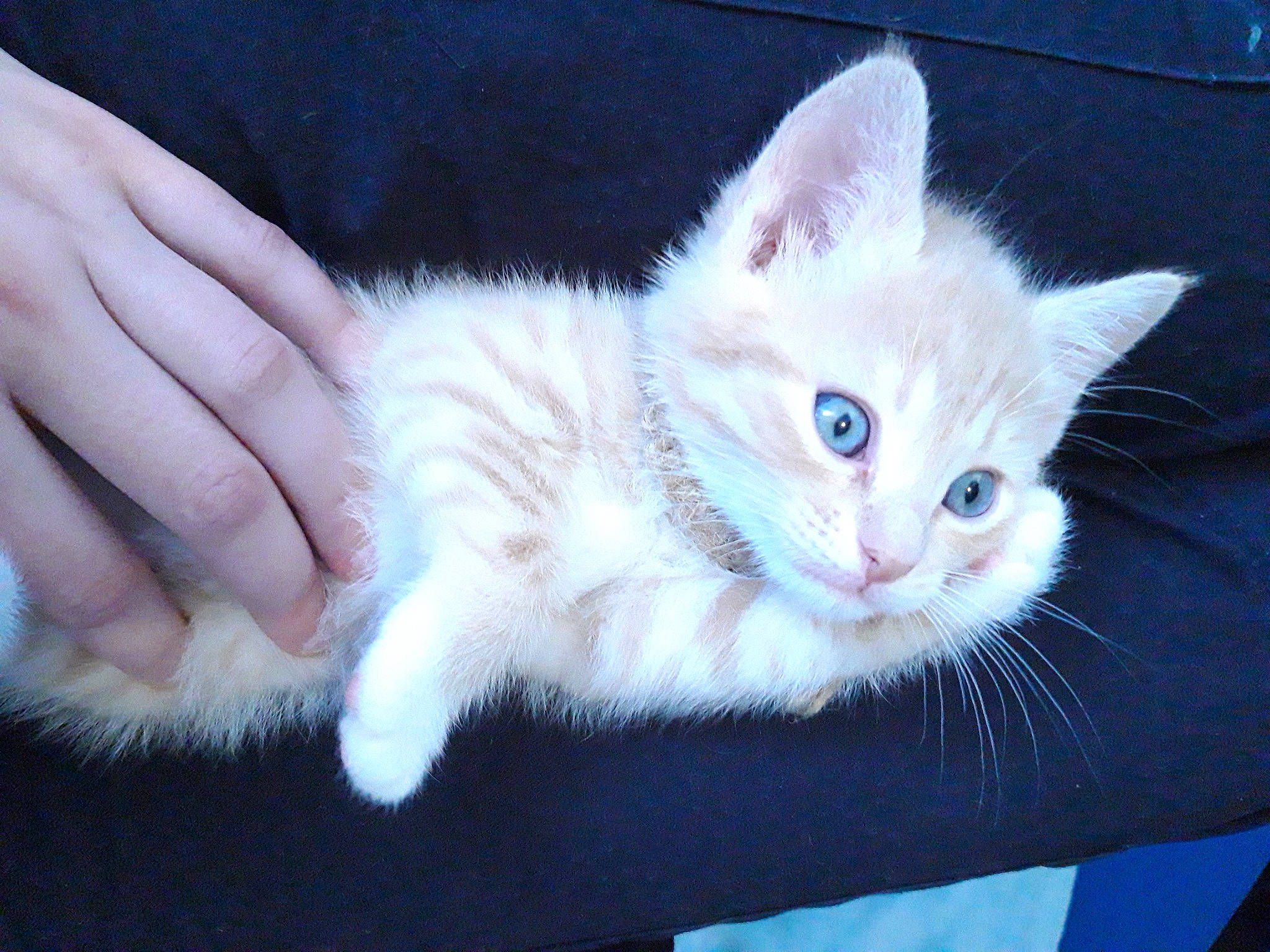 Rio participe au concours pour gagner de l'argent avec cette photo : aegean_cat, asian, asian_semi_longhair, burmilla, carnivore, cat, cymric, domestic_long_haired_cat, domestic_short_haired_cat, eye, felidae, iris, kitten, mammal, ojos_azules, polydactyl_cat, small_to_medium_sized_cats, turkish_angora, vertebrate, whiskers