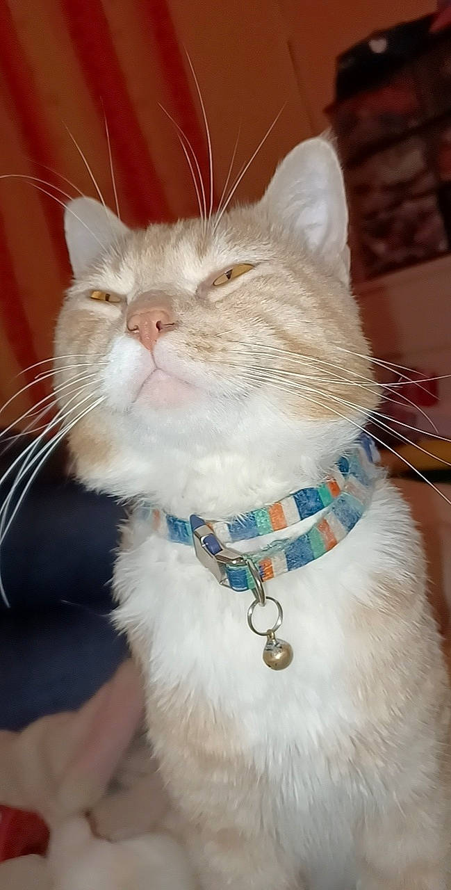 Rio a rejoint le concours — aidez-le/la à gagner de superbes lots ! art, bow_tie, carnivore, cat, collar, dog_collar, domestic_short_haired_cat, fashion_accessory, fawn, felidae, fur, jewellery, leash, pet_supply, small_to_medium_sized_cats, snout, strap, tail, vertebrate, whiskers