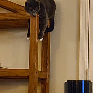 Sassie joined the competition — help win amazing prizes! cat, gray_cat, white_paws, wooden_shelf, indoor, animal, pet, curious, perched, furniture, household, relaxed, climbing, looking_down, mammal, domestic_cat, quiet, resting, home, wall