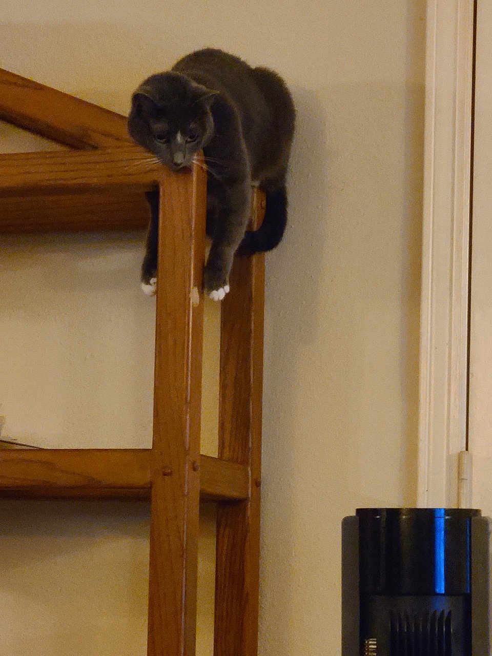 Sassie joined the competition — help win amazing prizes! cat, gray_cat, white_paws, wooden_shelf, indoor, animal, pet, curious, perched, furniture, household, relaxed, climbing, looking_down, mammal, domestic_cat, quiet, resting, home, wall