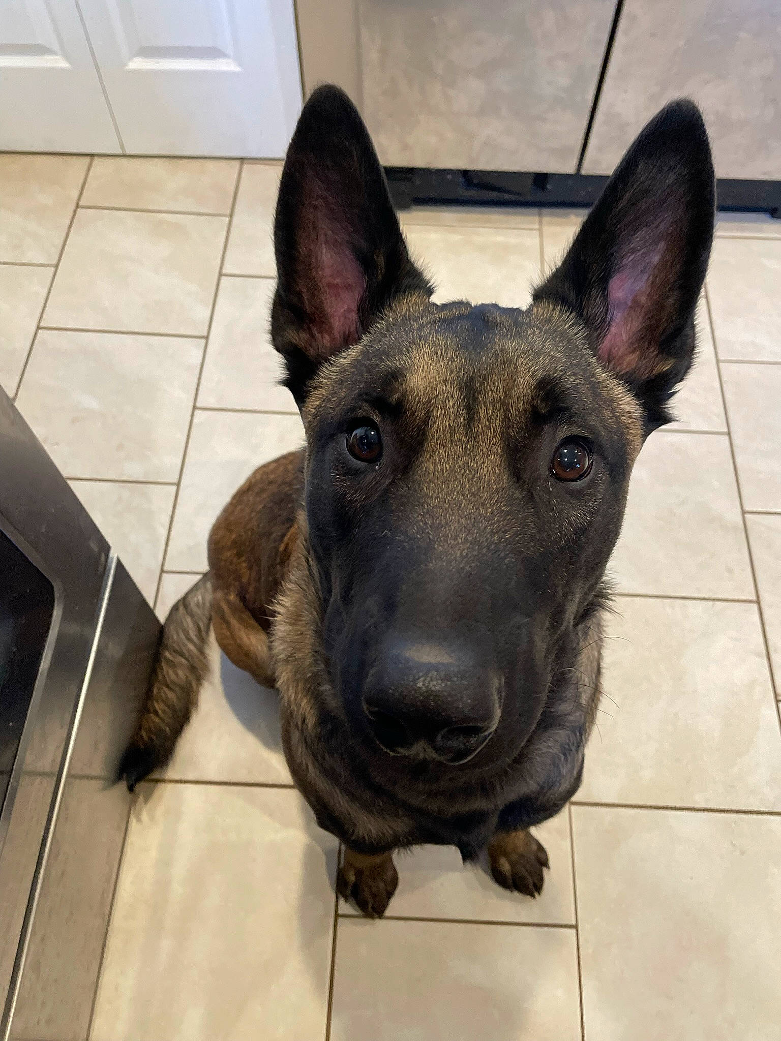 Gio joined the competition — help win amazing prizes! ancient_dog_breeds, canidae, carnivore, companion_dog, dog, dog_breed, ear, eye, fawn, felidae, flooring, fur, guard_dog, non_sporting_group, sporting_group, tile_flooring, toy_dog, whiskers, working_animal, working_dog