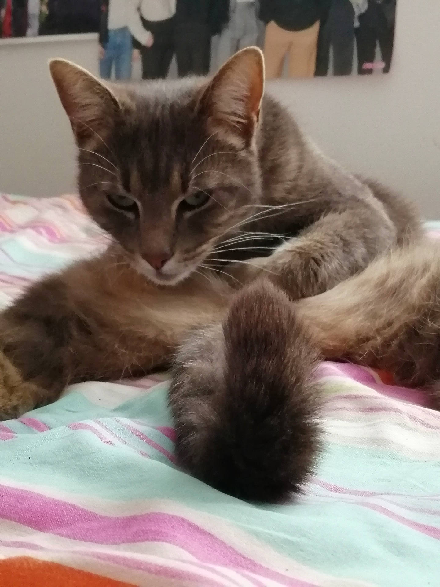 Guizmo a rejoint le concours — aidez-le/la à gagner de superbes lots ! bed, carnivore, cat, claw, comfort, domestic_short_haired_cat, fawn, felidae, fur, linens, nap, paw, small_to_medium_sized_cats, tail, whiskers, wildlife