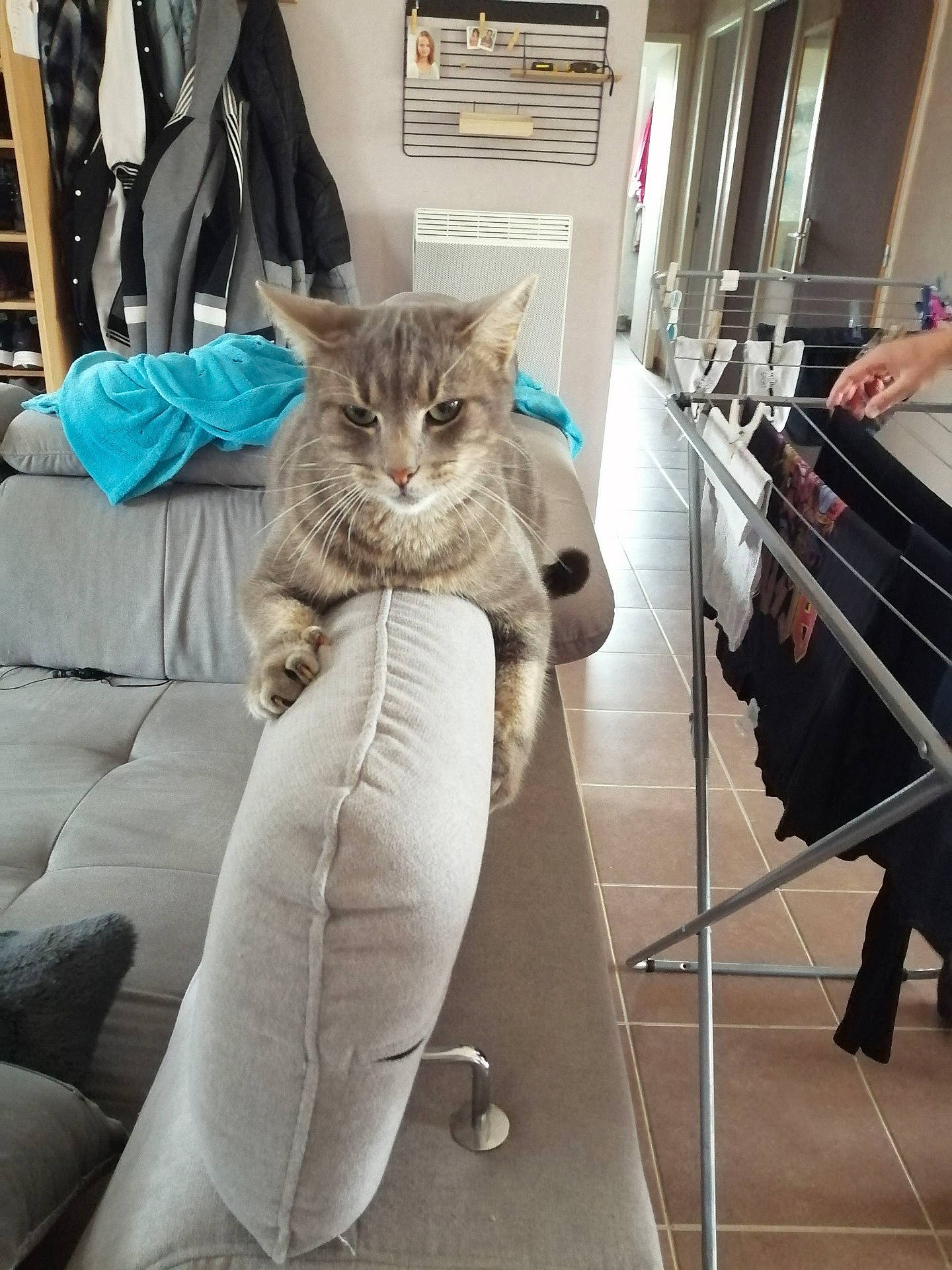 Guizmo a rejoint le concours — aidez-le/la à gagner de superbes lots ! bag, carnivore, cat, claw, comfort, couch, domestic_short_haired_cat, fawn, felidae, flooring, foot, fur, grey, human_leg, lap, luggage_and_bags, sitting, small_to_medium_sized_cats, tail, whiskers