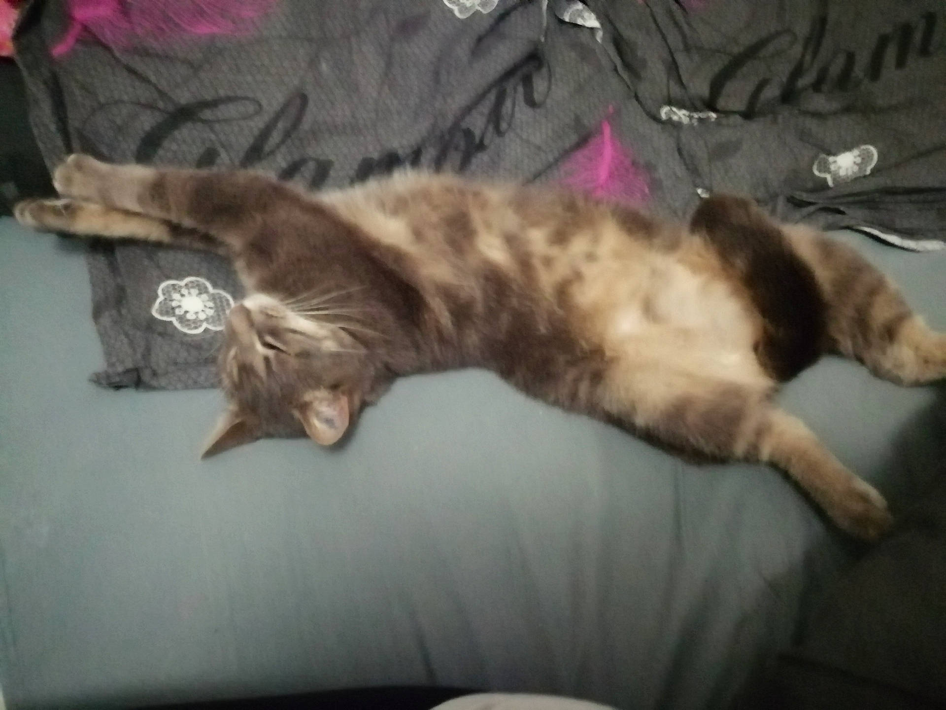 Guizmo a rejoint le concours — aidez-le/la à gagner de superbes lots ! brown, carnivore, cat, claw, comfort, felidae, fur, paw, small_to_medium_sized_cats, tail, whiskers