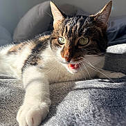 Roadie is registered to the contest to win money with this photo: animal, blanket, cat, closeup, cozy, cute, feline, fur, green_eyes, home, indoor, laying, paw, pet, portrait, relaxing, soft_texture, sunlight, tabby, whiskers