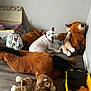 animal, blanket, collar, corner, dog, electrical_outlet, floor, indoor, pet, pink_collar, plush_toys, stuffed_animals, toy_bear, toy_bull, toy_horse, toy_lamb, toy_truck, wall, white_dog, wood_floor