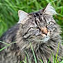 Lili a rejoint le concours — aidez-le/la à gagner de superbes lots ! cat, tabby, fluffy, green_eyes, grass, outdoor, nature, animal, pet, close_up, feline, whiskers, fur, wildlife, portrait, mammal, calm, sitting, soft_focus, blurred_background