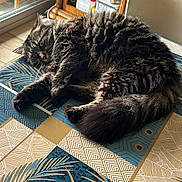 Lili a rejoint le concours — aidez-le/la à gagner de superbes lots ! cat, tabby, fluffy, indoor, table, tablecloth, patterned, wooden_furniture, chair, window, natural_light, relaxed, pet, animal, fur, cozy, home, resting, domestic, living_room