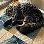 cat, tabby, fluffy, indoor, table, tablecloth, patterned, wooden_furniture, chair, window, natural_light, relaxed, pet, animal, fur, cozy, home, resting, domestic, living_room