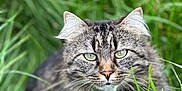 Lili a rejoint le concours — aidez-le/la à gagner de superbes lots ! cat, tabby, green_eyes, grass, outdoor, nature, animal, pet, feline, whiskers, fur, close_up, wildlife, green, blurred_background, portrait, mammal, cute, eye_contact, alert