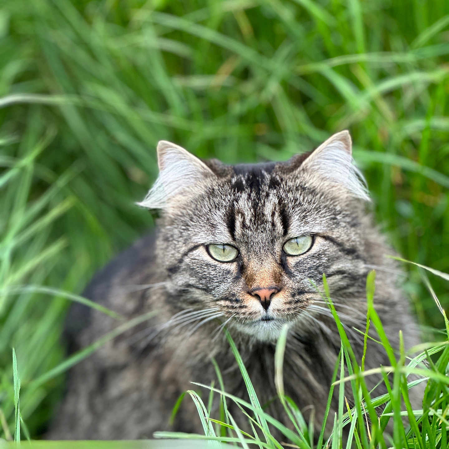 Lili a rejoint le concours — aidez-le/la à gagner de superbes lots ! alert, animal, blurred_background, cat, close_up, cute, eye_contact, feline, fur, grass, green, green_eyes, mammal, nature, outdoor, pet, portrait, tabby, whiskers, wildlife