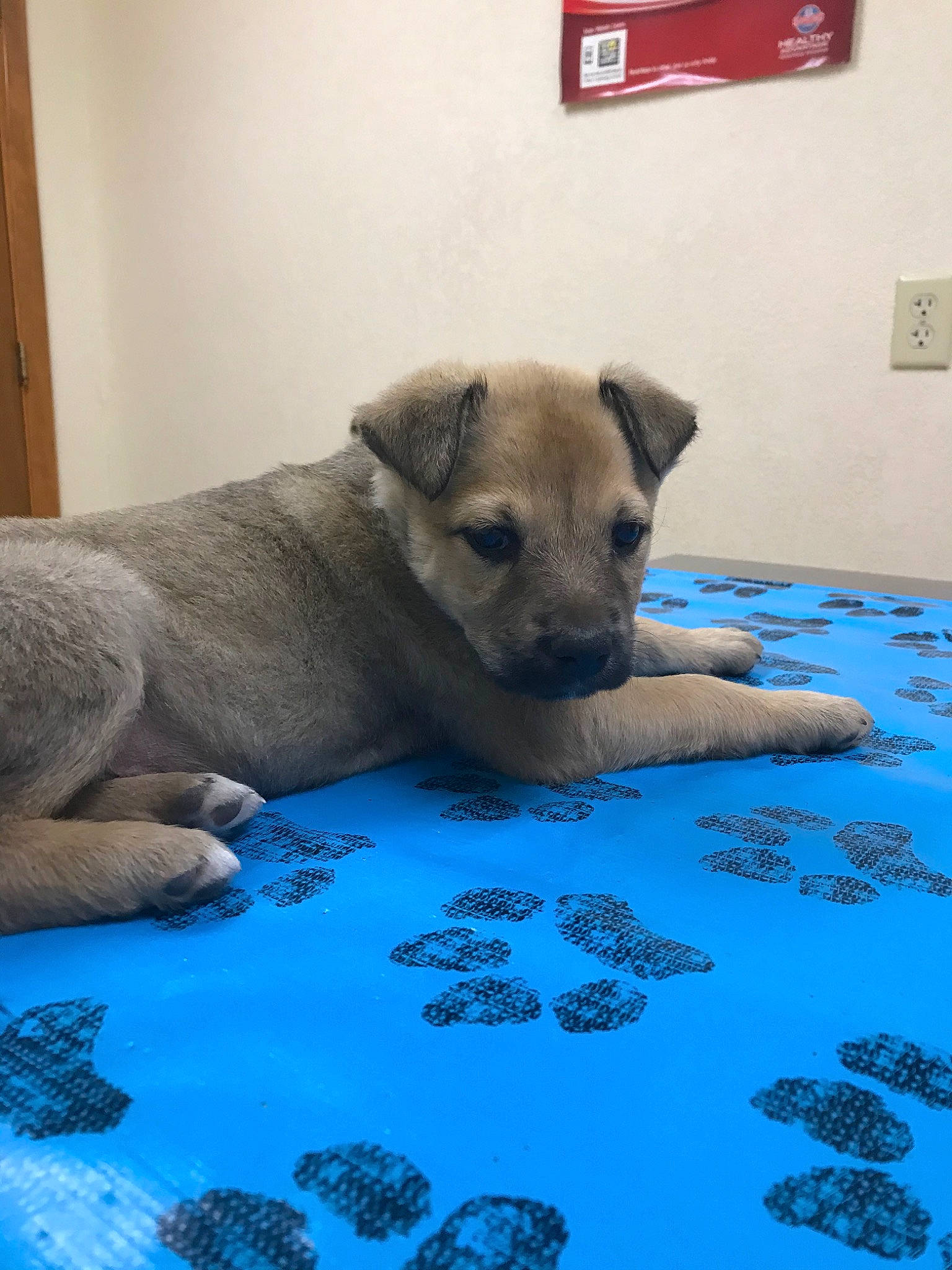 Penny joined the competition — help win amazing prizes! canidae, carnivore, companion_dog, dog, dog_breed, fawn, mammal, puppy, snout, sporting_group, vertebrate