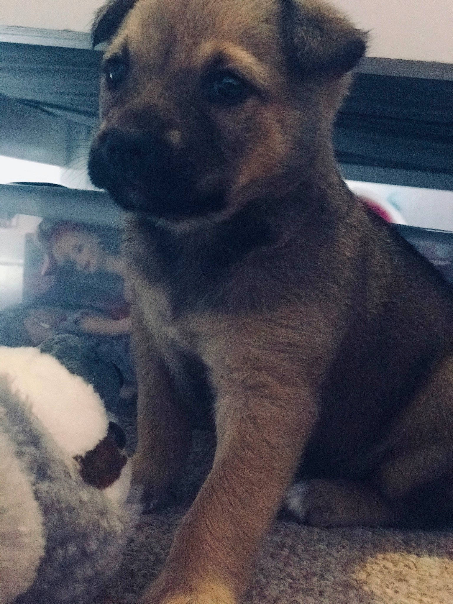 Penny is registered to the contest to win money with this photo: black_mouth_cur, border_terrier, canidae, carnivore, companion_dog, dog, dog_breed, eye, fawn, mammal, potcake_dog, puppy, rare_breed_dog, snout, street_dog, vertebrate, whiskers