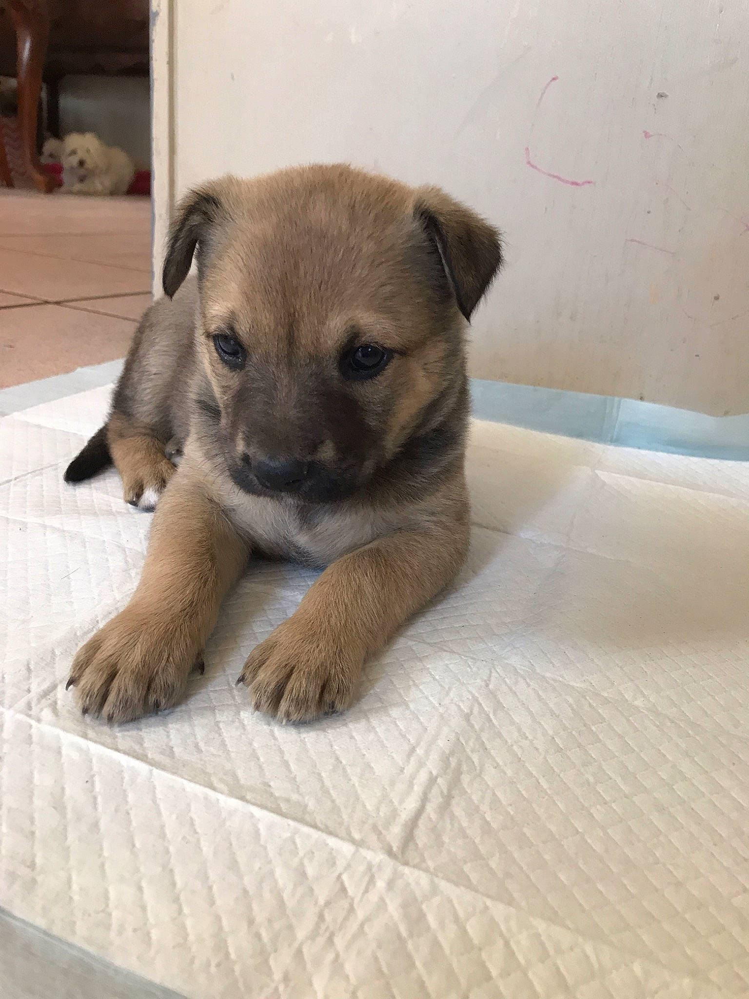 Penny is registered to the contest to win money with this photo: canidae, carnivore, companion_dog, dog, dog_breed, fawn, mammal, potcake_dog, puppy, rare_breed_dog, snout, street_dog, vertebrate