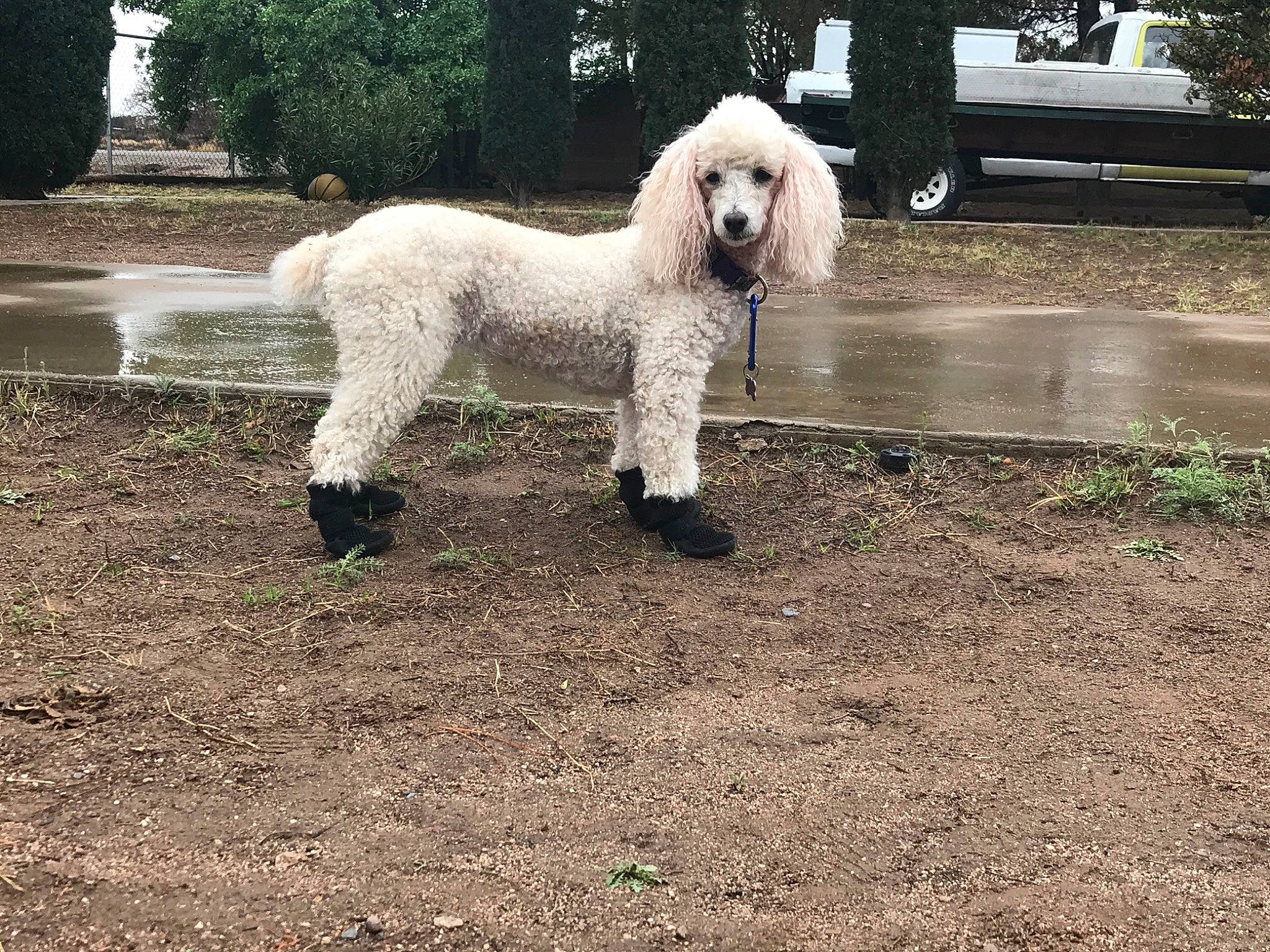 Daisy is registered to the contest to win money with this photo: briquet_griffon_vendeen, canidae, carnivore, cockapoo, companion_dog, dog, dog_breed, goldendoodle, labradoodle, mammal, non_sporting_group, poodle, poodle_crossbreed, rare_breed_dog, sporting_group, standard_poodle, terrier, toy_dog, toy_poodle, vertebrate