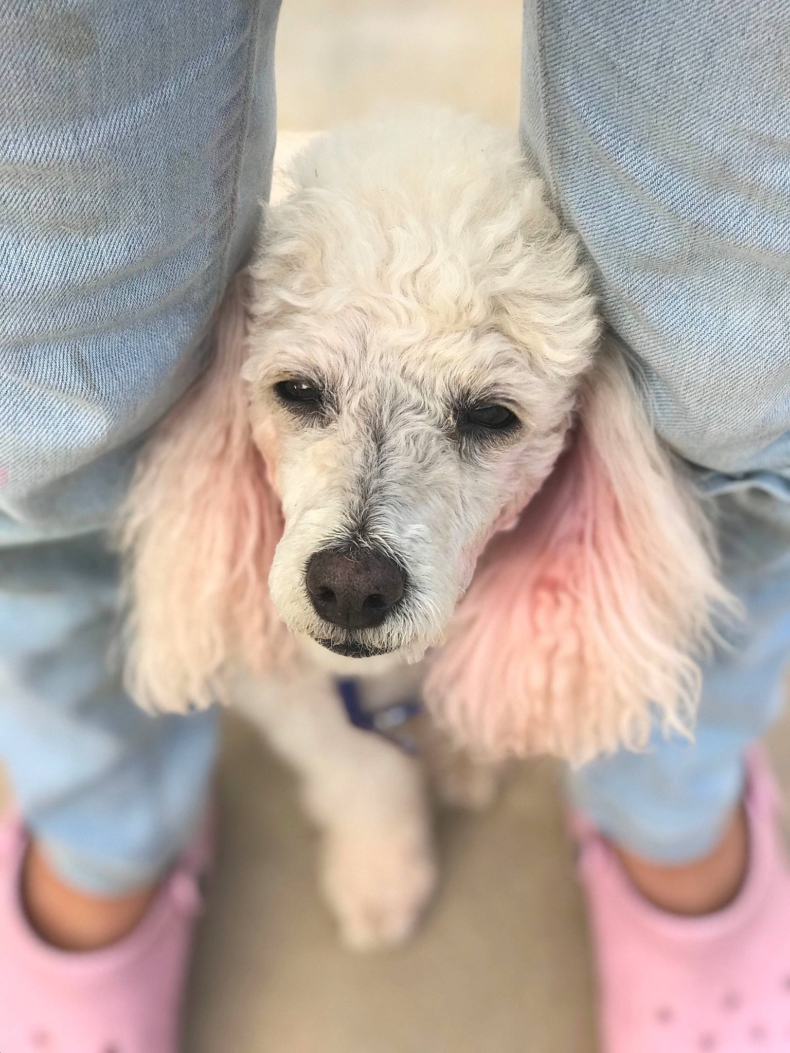 Daisy is registered to the contest to win money with this photo: american_cocker_spaniel, canidae, carnivore, companion_dog, dog, dog_breed, fawn, mammal, miniature_poodle, non_sporting_group, poodle, poodle_crossbreed, puppy, puppy_love, sporting_group, standard_poodle, toy_dog, toy_poodle, vertebrate, water_dog