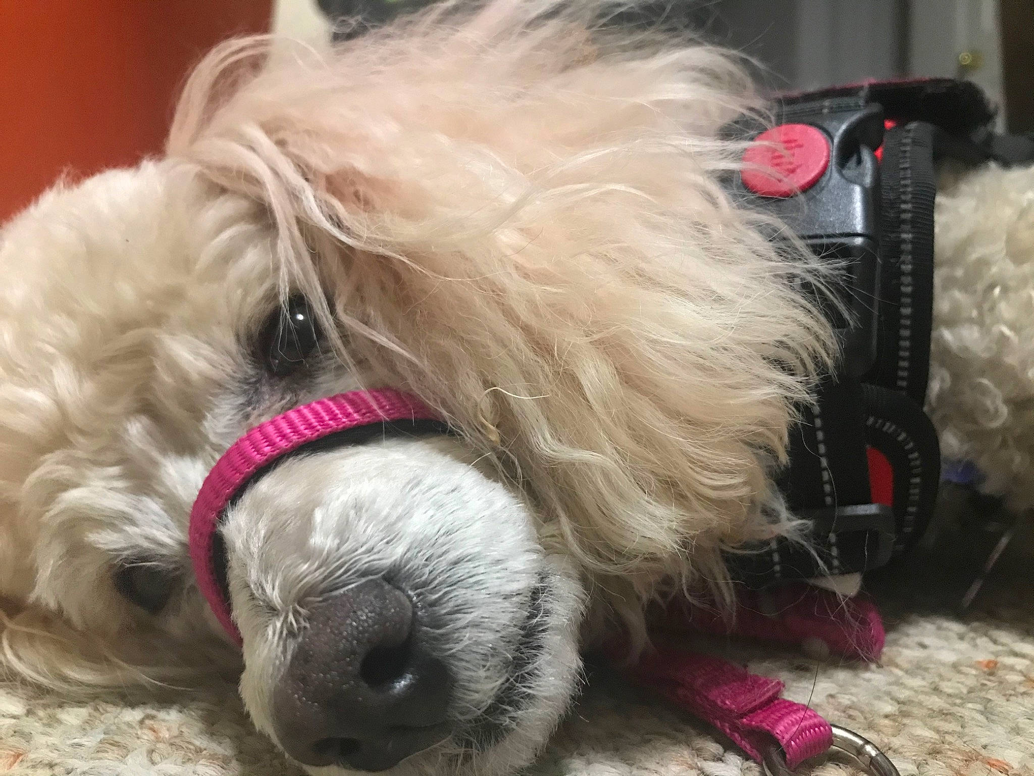 Daisy joined the competition — help win amazing prizes! canidae, carnivore, dog, dog_breed, ear, fur, grand_basset_griffon_vendeen, irish_soft_coated_wheaten_terrier, mammal, nose, old_english_sheepdog, petit_basset_griffon_vendeen, puppy, rare_breed_dog, schnoodle, snout, sporting_group, terrier, tibetan_terrier, vertebrate