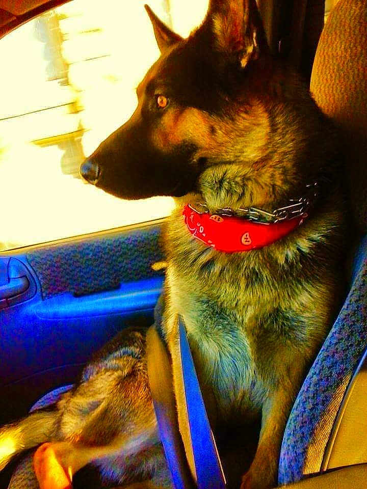 Grizzlee Mykal is registered to the contest to win money with this photo: dog, german_shepherd, bandana, red_bandana, car_interior, passenger_seat, seatbelt, window, sunlight, fur, pet, animal, looking_out_window, side_profile, domestic_animal, canine, travel, transportation, seat, car_door