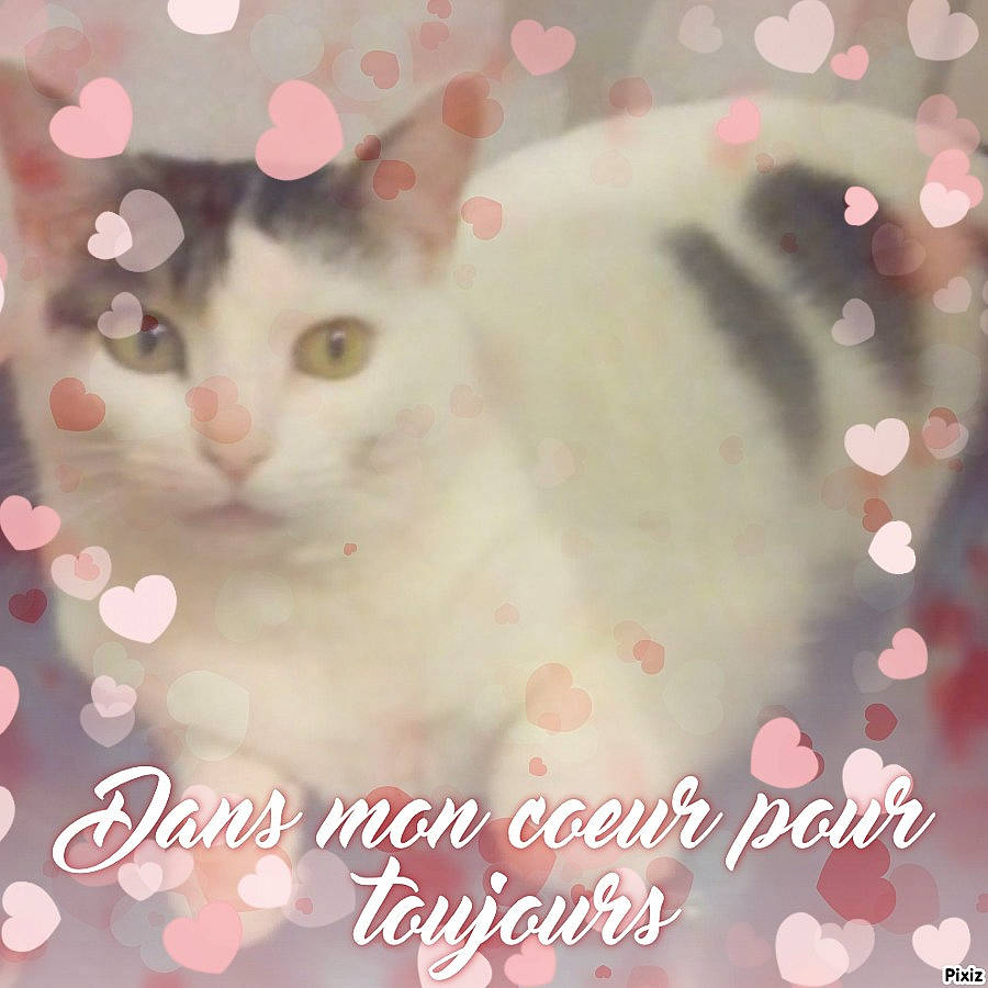 Mimine participe au concours pour gagner de l'argent avec cette photo : adaptation, beauty, carnivore, cat, close_up, creative_arts, event, felidae, font, fur, happy, organism, pattern, petal, pink, plant, small_to_medium_sized_cats, snapshot, snout, whiskers