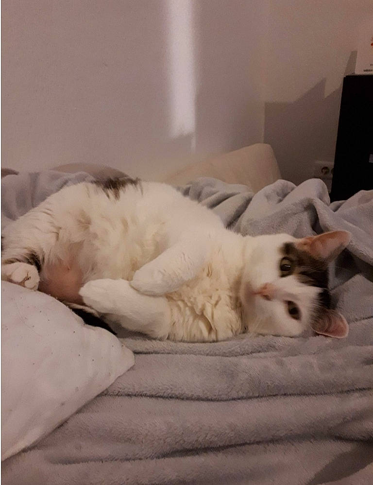 Mimine participe au concours pour gagner de l'argent avec cette photo : bed, bedding, canidae, carnivore, cat, claw, comfort, companion_dog, domestic_short_haired_cat, duvet, felidae, foot, fur, linens, nap, paw, small_to_medium_sized_cats, snout, tail, whiskers