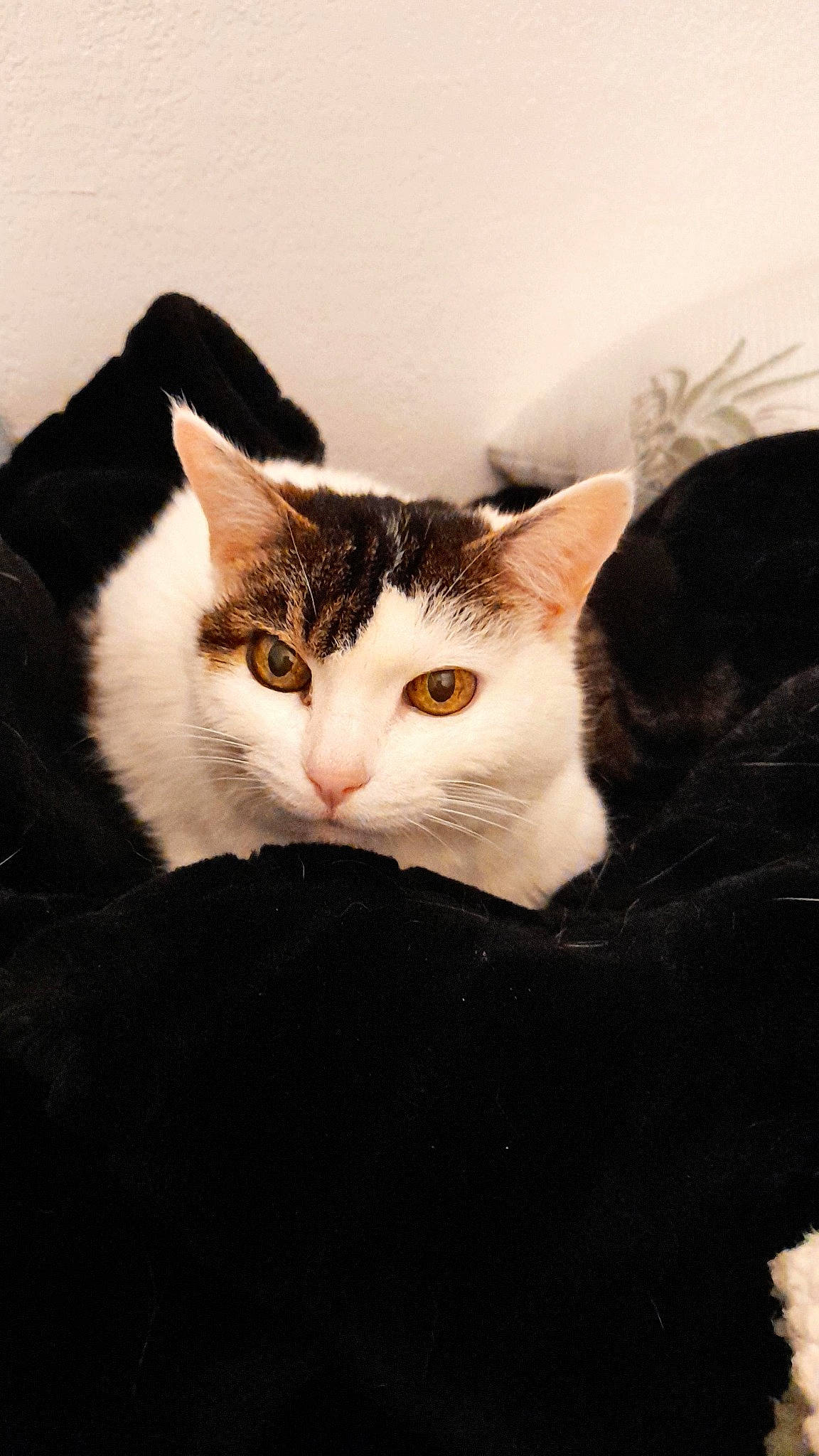 Mimine a rejoint le concours — aidez-le/la à gagner de superbes lots ! box, carnivore, cat, comfort, domestic_short_haired_cat, ear, felidae, fur, paw, small_to_medium_sized_cats, tail, tree, whiskers