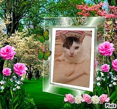 Mimine a rejoint le concours — aidez-le/la à gagner de superbes lots ! annual_plant, art, carnivore, cat, fawn, felidae, flower, grass, green, groundcover, magenta, petal, pink, plant, rectangle, shrub, small_to_medium_sized_cats, tail, tree, whiskers