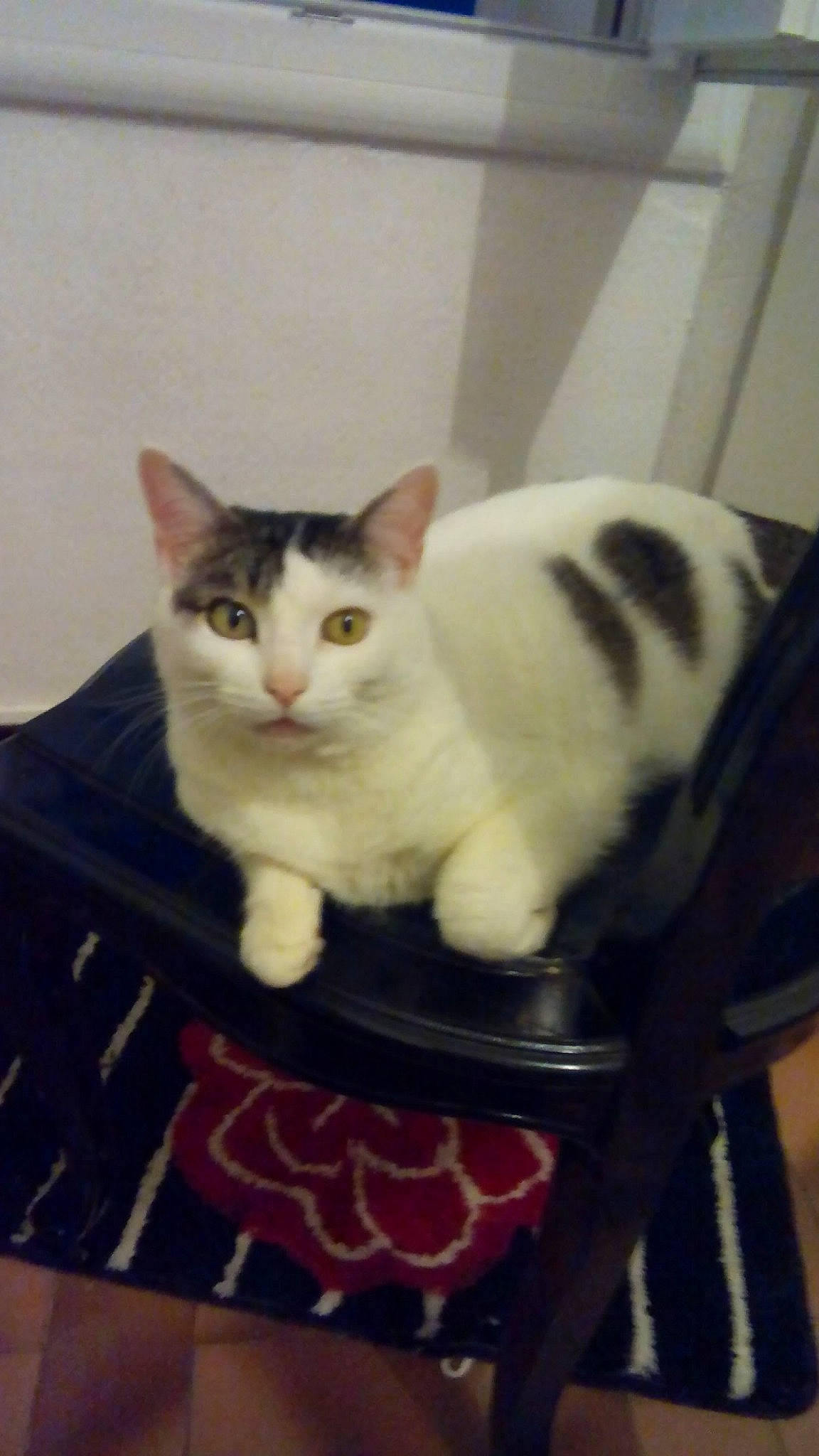 Mimine a rejoint le concours — aidez-le/la à gagner de superbes lots ! box, carnivore, cat, cat_supply, domestic_short_haired_cat, felidae, fur, paw, pet_supply, small_to_medium_sized_cats, snout, tail, whiskers