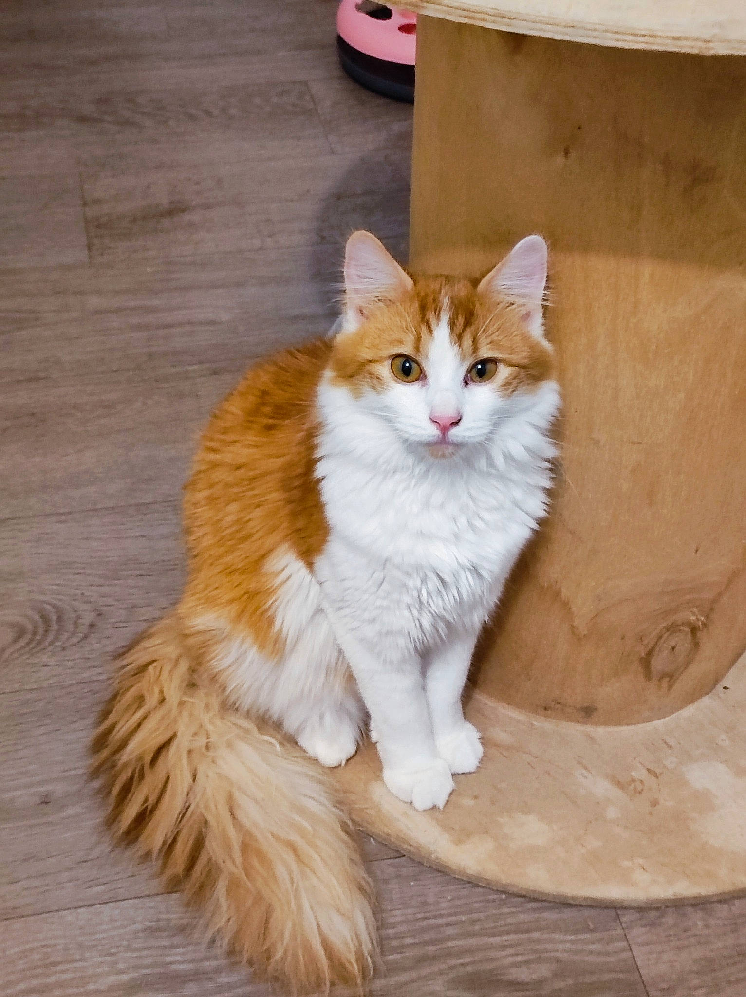 Caly a rejoint le concours — aidez-le/la à gagner de superbes lots ! carnivore, cat, claw, domestic_short_haired_cat, fawn, felidae, flooring, fur, hardwood, paw, sitting, small_to_medium_sized_cats, snout, tail, terrestrial_animal, varnish, whiskers, window, wood, wood_stain