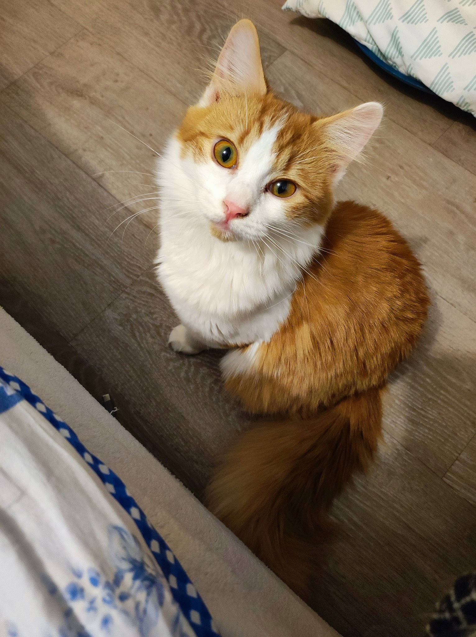 Caly participe au concours pour gagner de l'argent avec cette photo : box, carnivore, cat, claw, domestic_short_haired_cat, fawn, felidae, fur, hardwood, paw, sitting, small_to_medium_sized_cats, snout, tail, whiskers, wood