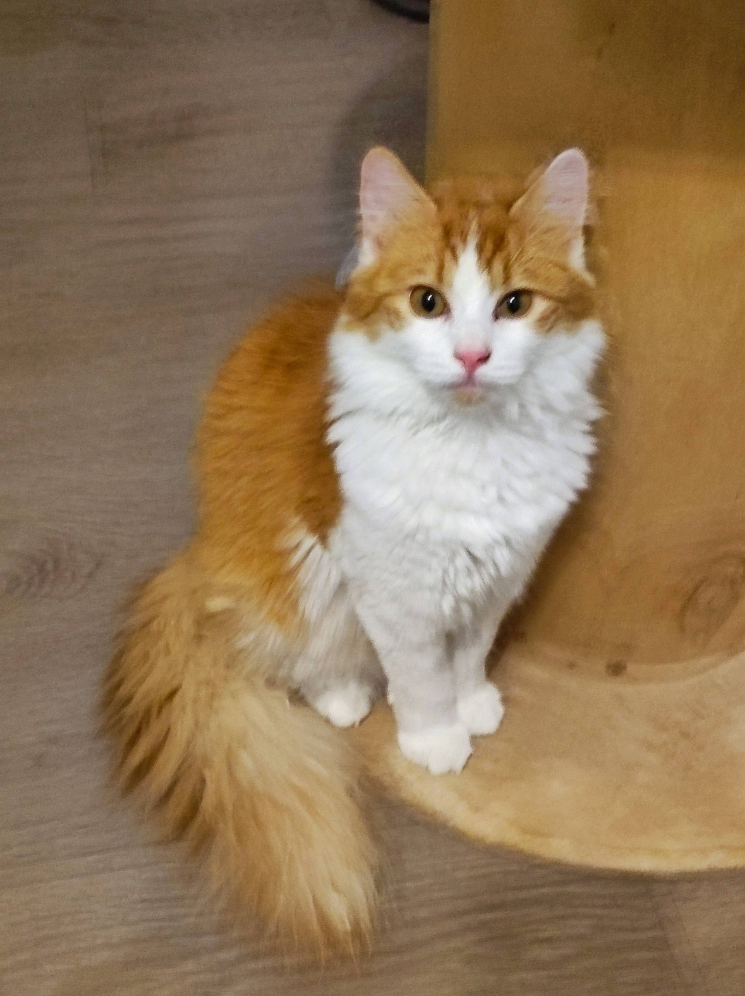 Caly participe au concours pour gagner de l'argent avec cette photo : art, carnivore, cat, claw, domestic_short_haired_cat, fawn, felidae, flooring, fur, hardwood, paw, sitting, small_to_medium_sized_cats, snout, tail, terrestrial_animal, whiskers, wood, wood_flooring