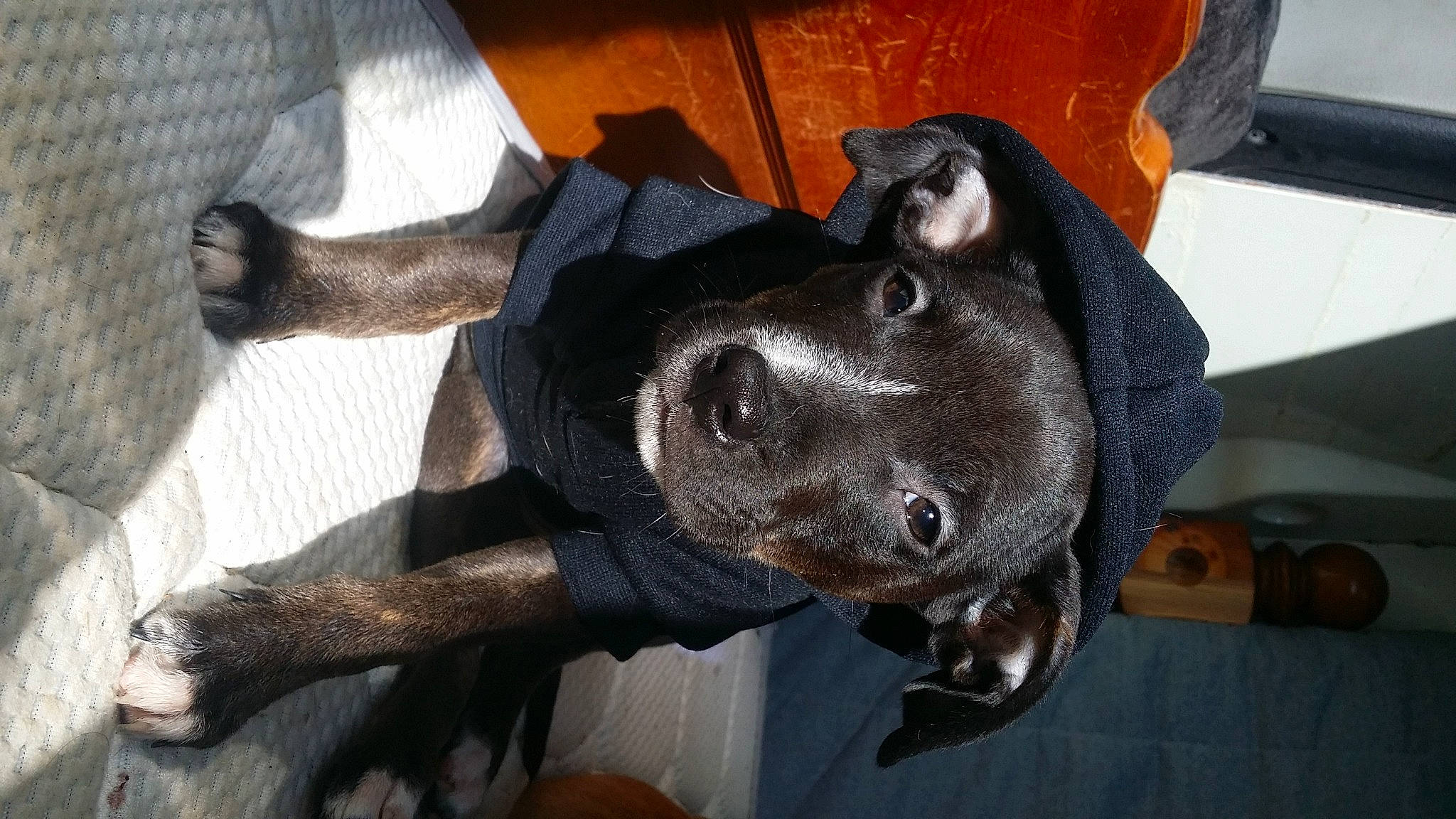 Ruby joined the competition — help win amazing prizes! borador, canidae, carnivore, collar, companion_dog, dog, dog_breed, dog_collar, ear, fawn, fur, grey, guard_dog, liver, sculpture, snout, sporting_group, tail, working_animal, working_dog