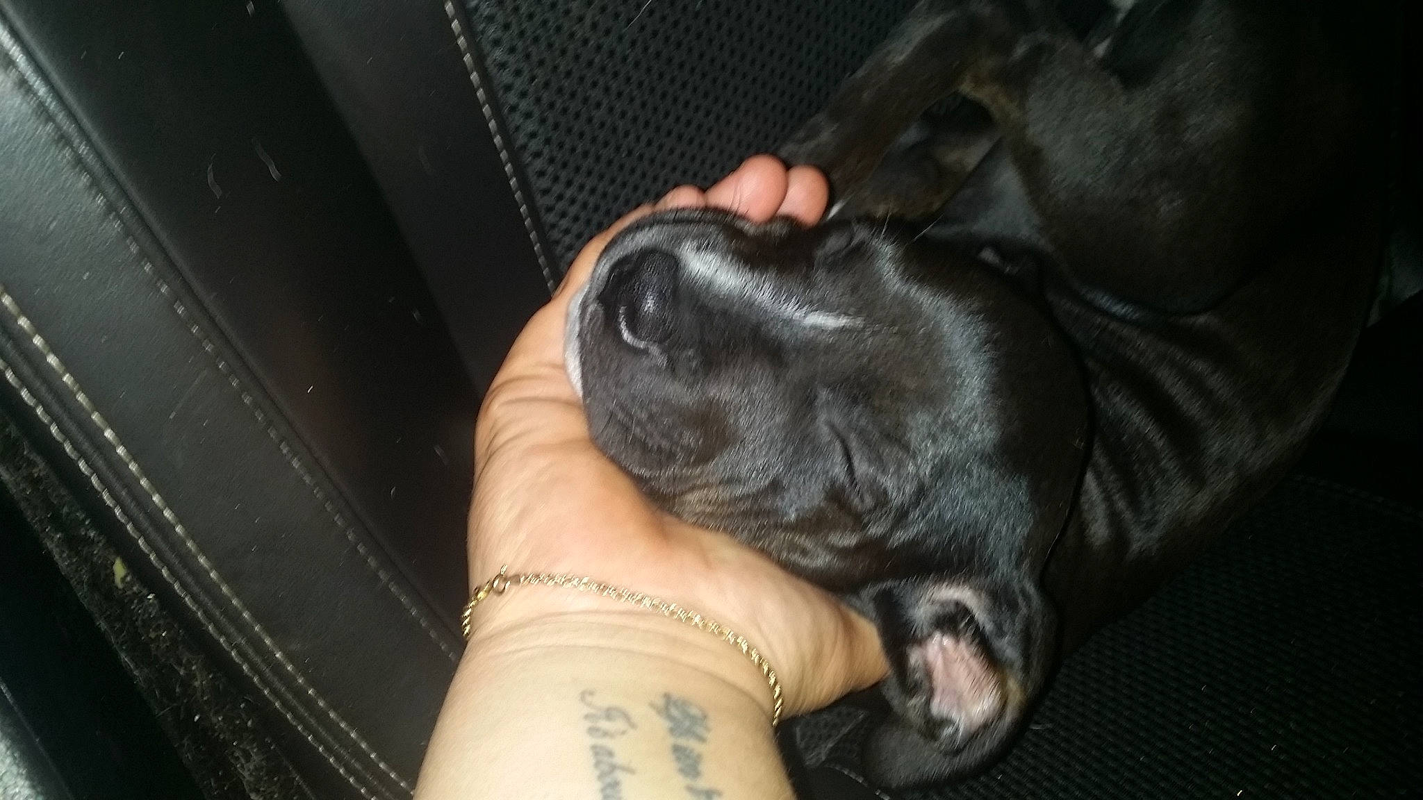 Ruby joined the competition — help win amazing prizes! canidae, carnivore, claw, comfort, companion_dog, dog, dog_breed, elbow, foot, fur, gesture, guard_dog, human_leg, nail, paw, sporting_group, temporary_tattoo, thigh, whiskers, wrist