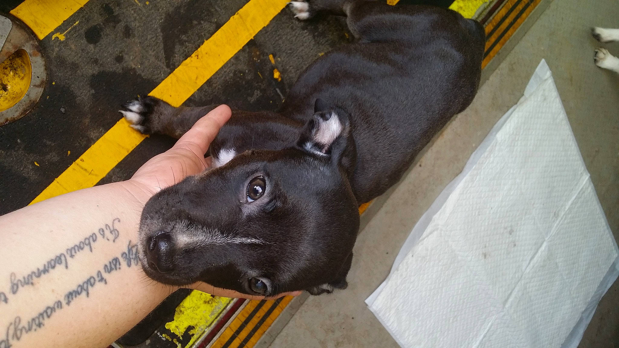 Ruby is registered to the contest to win money with this photo: canidae, carnivore, collar, comfort, companion_dog, dog, dog_breed, dog_collar, fashion_accessory, fawn, fur, guard_dog, handwriting, non_sporting_group, pet_supply, sporting_group, working_animal, wrist