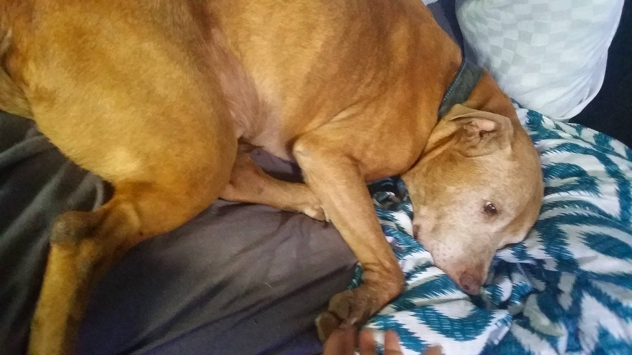 Tyson is registered to the contest to win money with this photo: carnivore, comfort, companion_dog, dog, dog_breed, dog_supply, fawn, liver, non_sporting_group, paw, pet_supply, snout, sporting_group, terrestrial_animal, working_animal