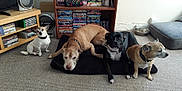 Fur Gant is registered to the contest to win money with this photo: dog, pets, living_room, carpet, dvd_shelf, speaker, black_dog, brown_dog, small_dog, medium_dog, resting, sitting, collar, indoor, home, furniture, window, curtains, dog_bed, metal_bowl