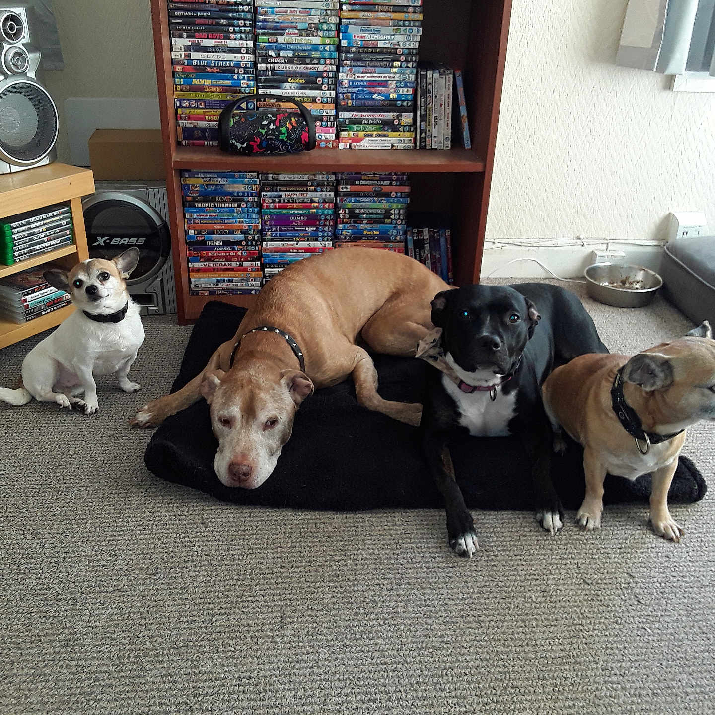 Fur Gant is registered to the contest to win money with this photo: black_dog, brown_dog, carpet, collar, curtains, dog, dog_bed, dvd_shelf, furniture, home, indoor, living_room, medium_dog, metal_bowl, pets, resting, sitting, small_dog, speaker, window