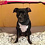 dog, black_dog, pet, bed, blanket, scarf, indoor, animal, canine, fur, ears, eyes, headboard, pattern, comfort, resting, domestic_animal, cute, sitting, looking