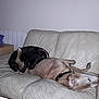 dog, couch, leather, indoor, pet, sleeping, relaxed, snuggling, animal, domestic_animal, friendship, brown_dog, black_dog, collar, furniture, cozy, resting, living_room, household, companion